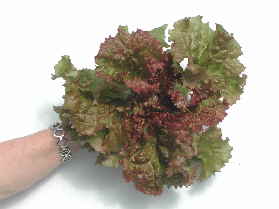 Feb 2009 Lettuce Pix011