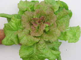 Heirloom Pirat Red Bibb