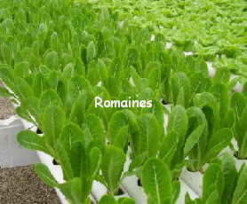 miniromaine