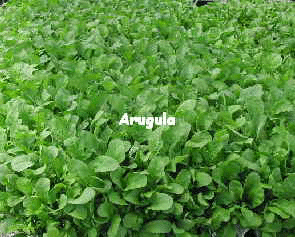 Arugula group