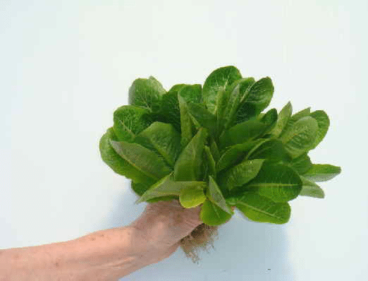 Gourmet mini green romaine