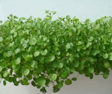 Hydroponic Baby Watercress