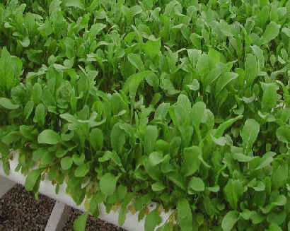 arugula