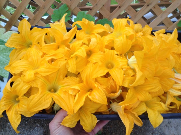 squash_blossoms__Custom_